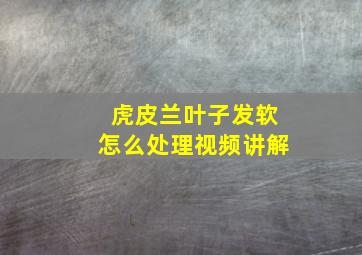 虎皮兰叶子发软怎么处理视频讲解