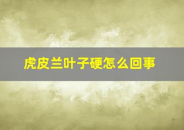 虎皮兰叶子硬怎么回事