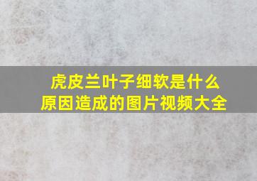 虎皮兰叶子细软是什么原因造成的图片视频大全