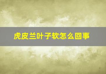 虎皮兰叶子软怎么回事