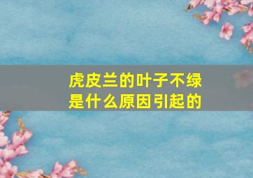 虎皮兰的叶子不绿是什么原因引起的