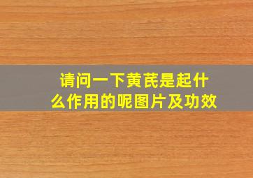 请问一下黄芪是起什么作用的呢图片及功效