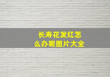 长寿花发红怎么办呢图片大全