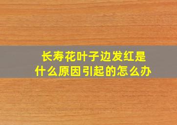 长寿花叶子边发红是什么原因引起的怎么办