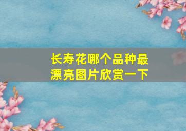 长寿花哪个品种最漂亮图片欣赏一下