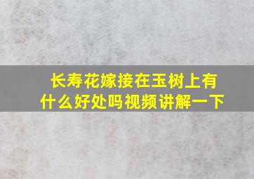 长寿花嫁接在玉树上有什么好处吗视频讲解一下