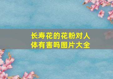 长寿花的花粉对人体有害吗图片大全