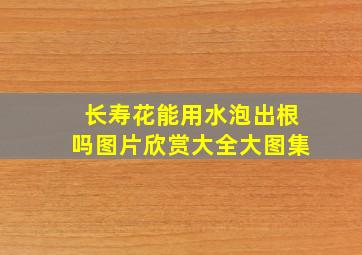 长寿花能用水泡出根吗图片欣赏大全大图集