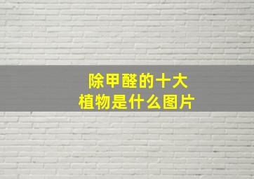 除甲醛的十大植物是什么图片