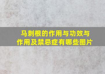 马刺根的作用与功效与作用及禁忌症有哪些图片