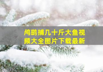 鸬鹚捕几十斤大鱼视频大全图片下载最新