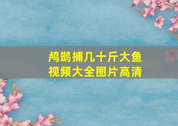 鸬鹚捕几十斤大鱼视频大全图片高清