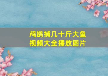 鸬鹚捕几十斤大鱼视频大全播放图片