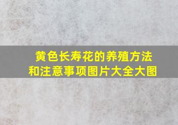 黄色长寿花的养殖方法和注意事项图片大全大图