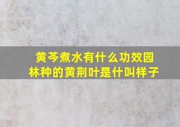 黄芩煮水有什么功效园林种的黄荆叶是什叫样子