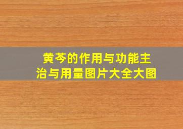 黄芩的作用与功能主治与用量图片大全大图