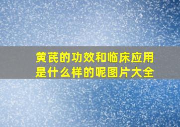 黄芪的功效和临床应用是什么样的呢图片大全