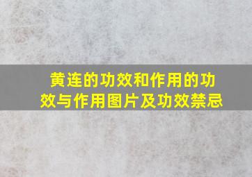 黄连的功效和作用的功效与作用图片及功效禁忌